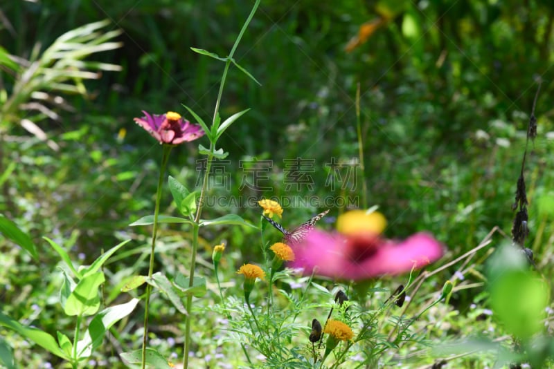 鱼尾菊,自然,背景,仅一朵花,菜园,绿色,草地,水平画幅,无人,夏天