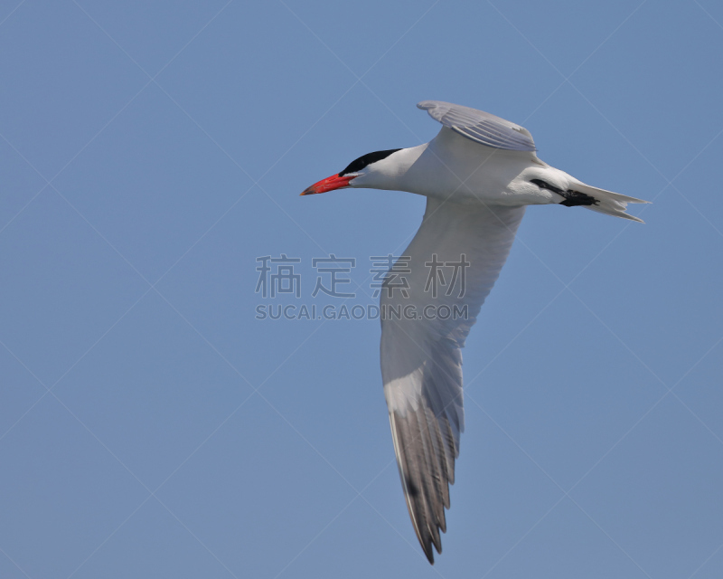 红嘴巨鸥,自然,天空,野生动物,美国,水平画幅,无人,蓝色,鸟类,巨大的