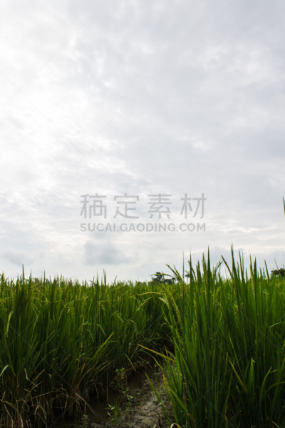 稻,田地,地球女神,垂直画幅,选择对焦,植物属性,枝繁叶茂,无人,户外,草