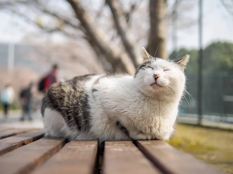 猫科动物眼睛 猫科动物眼睛图片 猫科动物眼睛素材下载 稿定素材