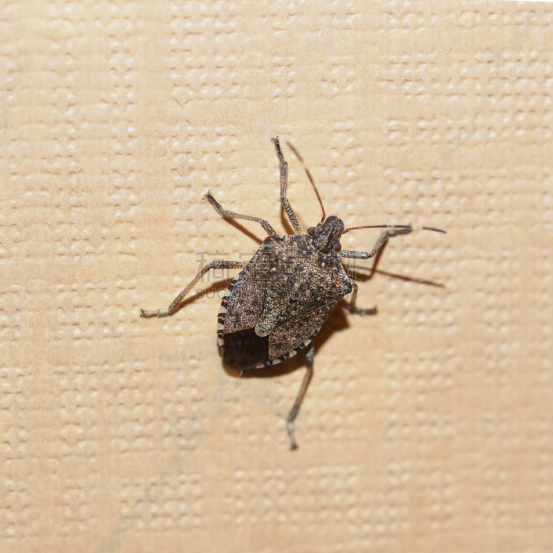 green shield bug,昆虫,褐色,无人,动物,节肢动物,方形画幅,摄影