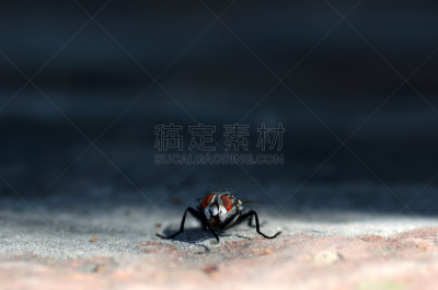 两翼昆虫,腰部以下,选择对焦,正面视角,勇敢面对,复眼,水平画幅,注视镜头,平视角,动物身体部位