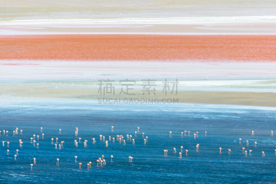 科罗拉达湖,火烈鸟,盐,国际生物圈保护区,阿塔卡马大区,阿塔卡马沙漠,玻利维亚,气氛,南美,水