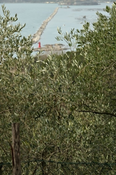 自然,油橄榄树,地中海,拉斯佩济亚,建筑外部,利古里亚大区,垂直画幅,图像,海洋,五渔村国家公园