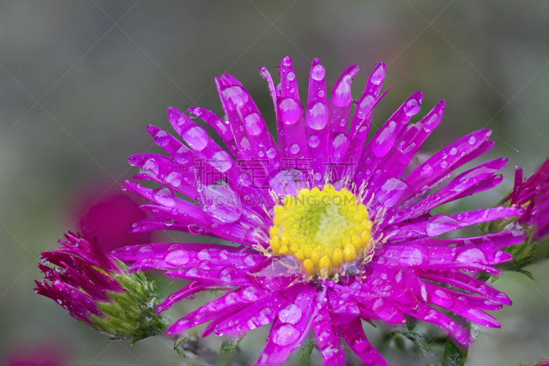 黄色,粉色,除虫菊,艾菊,雨,雏菊,水,水平画幅,无人,色彩鲜艳