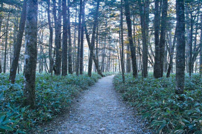 秋天,散步道,度假胜地,水平画幅,长野县,无人,夏天,户外,木板路,树林