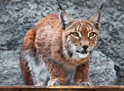 山猫,野生猫科动物,美,水平画幅,野外动物,户外,美洲山猫,哺乳纲,猫,危险