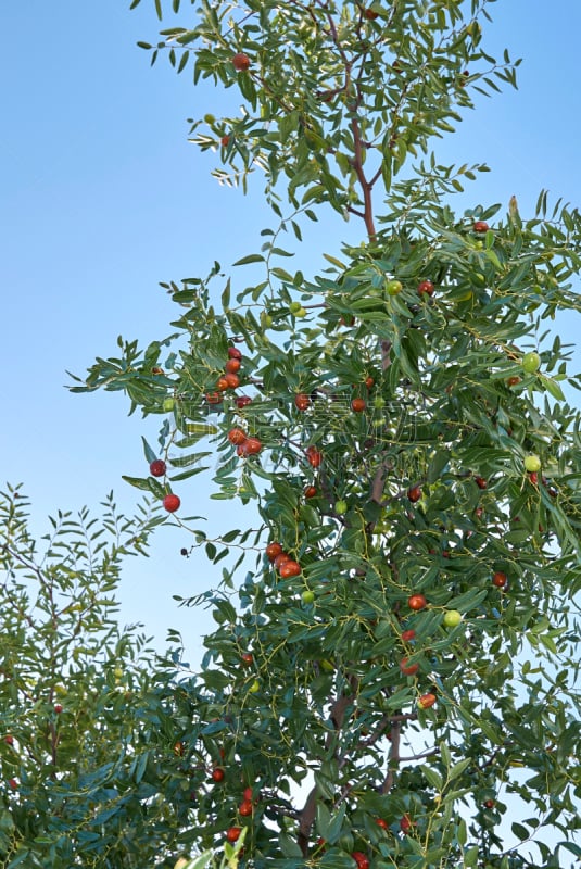 垂直画幅,天空,褐色,素食,维生素,夏天,户外,特写,明亮,枣