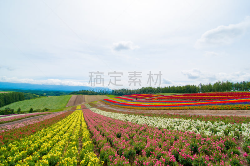 美瑛町,山,夏天,色彩鲜艳,北海道,富良野盆地,避暑圣地,留白,度假胜地,水平画幅