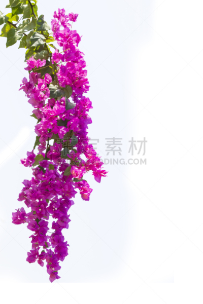白色背景,三角梅,分离着色,气候,空的,背景分离,浪漫,泰国,春天,园林