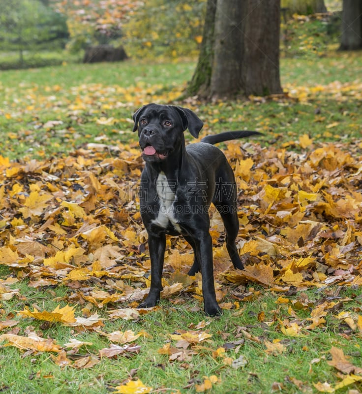 纯种犬,狗,草,自然,秋天,叶子,背景,小狗,意大利,獒