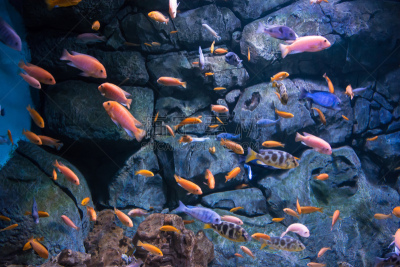 鱼类,羊群,水,美,褐色,珊瑚色,水平画幅,水肺潜水,水下,野外动物