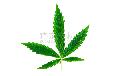 白色,叶子,分离着色,癌症药品,致癌物,青光眼,邦,塔法里教教徒,香烟,休闲活动
