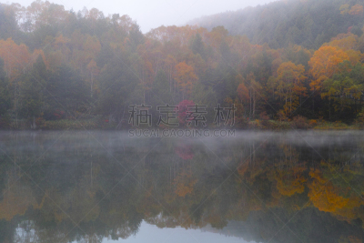 池塘,秋天,雾,苏格兰高地,滋贺县,长野县,日本落叶松,水面,白桦树,著名景点