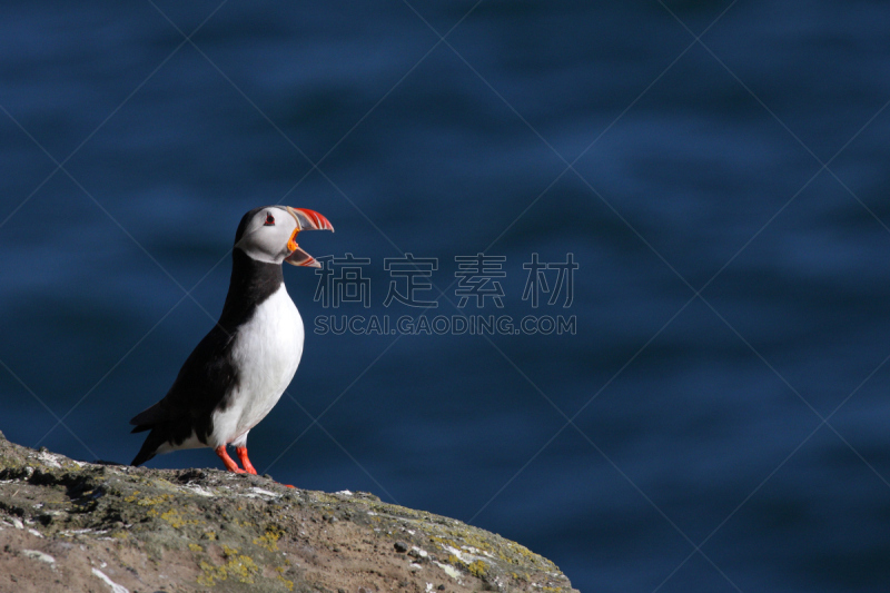 大西洋海雀,冰岛国,野生动物,水平画幅,海鸟,大西洋,韦斯特曼纳埃亚尔,海洋,打哈欠,摄影