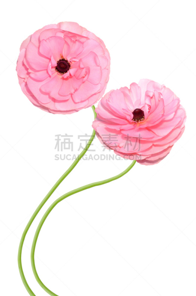 毛莨科,粉色,基底细胞,垂直画幅,无人,偏远的,户外,木兰纲,毛莨属植物,毛莨目