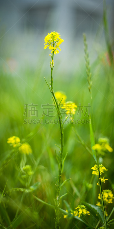 特写,自然美,春天,前景聚焦,垂直画幅,水,夏天,草,完美,明亮