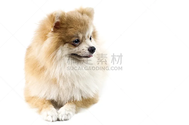 可爱的 博美犬 白色 正面视角 褐色 纯种犬 水平画幅 小的 无人 白色背景图片素材下载 稿定素材
