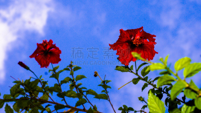 自然,沙巴州,自然美,婆罗洲岛,京那峇鲁山,图像,无人,植物,户外,水平画幅