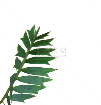 绿色,白色背景,棕榈叶,分离着色,垂直画幅,柳条,椰子,夏天,棕榈树,泰国
