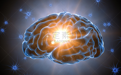 神经元,顺序,脑,豆科植物,有序,荷尔蒙,细胞核,神经系统,水平画幅