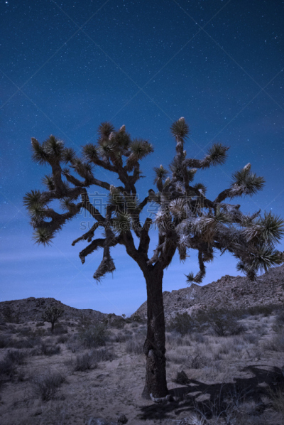 Joshua Tree at Night