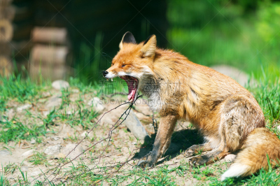 动物嘴,,狂犬病,猪嘴,狐狸,动物牙齿,水平画幅,野外动物,夏天,户外