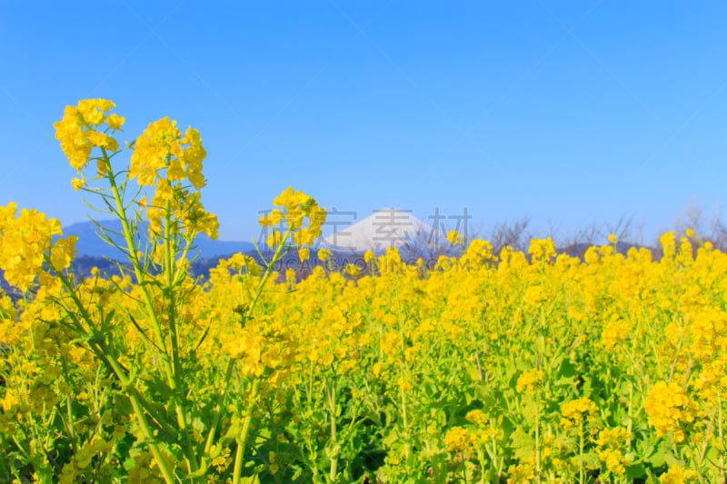 油菜花,富士山,富士箱根伊豆国立公园,美,里山,水平画幅,雪,无人,户外,农作物