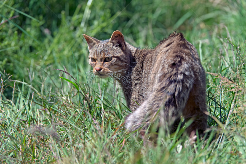 苏格兰野猫,野猫,茂密的,流浪动物,苏格兰高地,敏捷,野生猫科动物,水平画幅,苏格兰