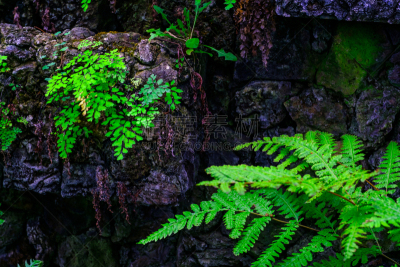 园林,绿色,西班牙,植物群,拥挤的,特内里费岛,水,美,兰花,公园