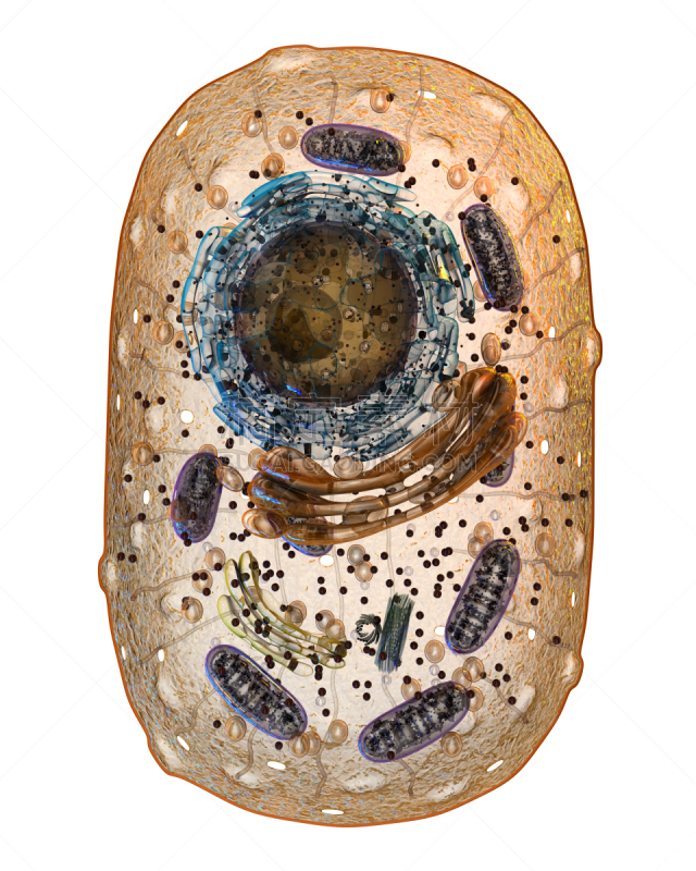 分离着色,动物细胞,白色,溶酶体,高尔基体,线粒体,内质网,细胞质,细胞核