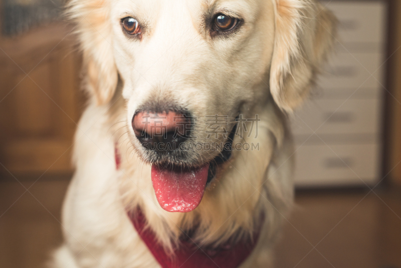 金毛寻回犬,花色丝质大手帕,动物舌头,褐色,动物嘴,寻回犬,水平画幅,注视镜头,无人,微笑