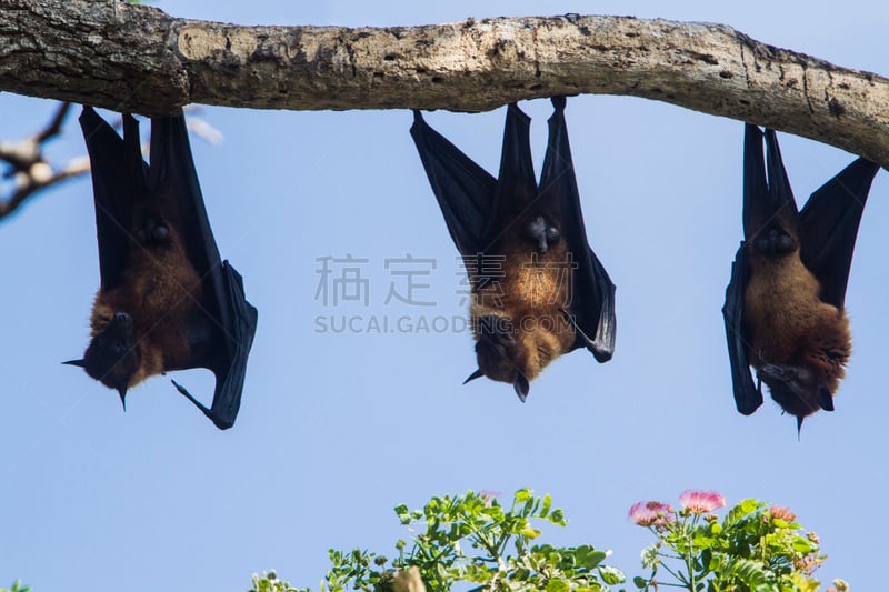 斯里兰卡,印度次大陆人,狐狸,巨型水果蝙蝠,耶鲁国家公园,狐蝠,也拉,水果蝙蝠,三只动物,张开翅膀