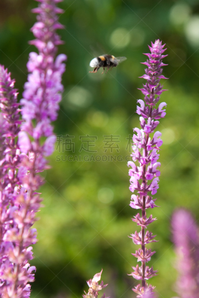 蜜蜂,垂直画幅,无人,忙碌,夏天,户外,仅一朵花,大黄蜂,彩色图片,园艺