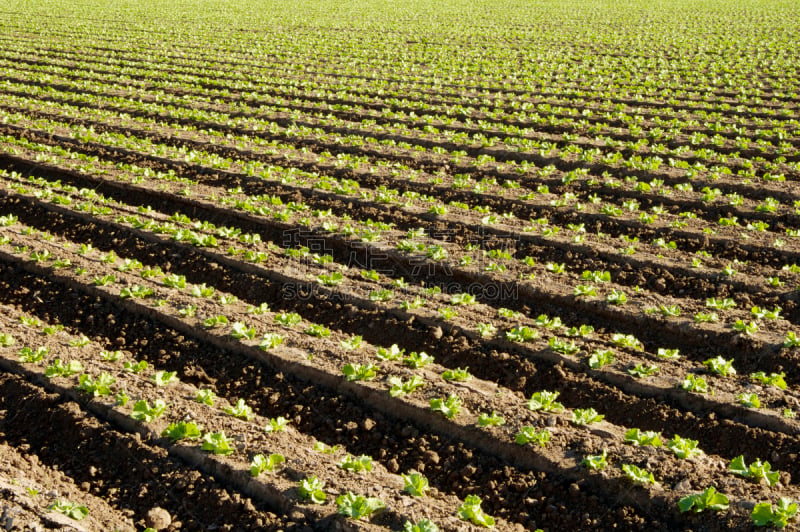 lettuce field,水平画幅,无人,泥土,户外,农作物,田地,植物,莴苣,冬天