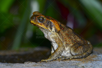 cane toad,侧面视角,水平画幅,无人,2015年,动物,海洋生命,两栖纲,摄影