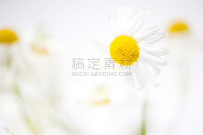 日光,选择对焦,水平画幅,无人,特写,白色,柔焦,植物,多年生植物,大特写