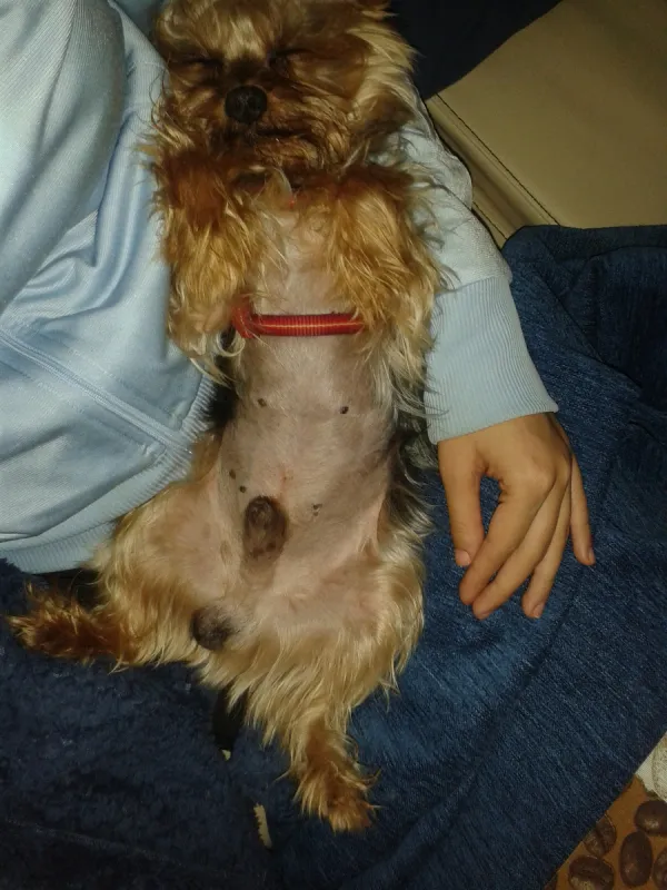 约克郡梗犬 约克郡梗犬图片 约克郡梗犬素材下载 稿定素材