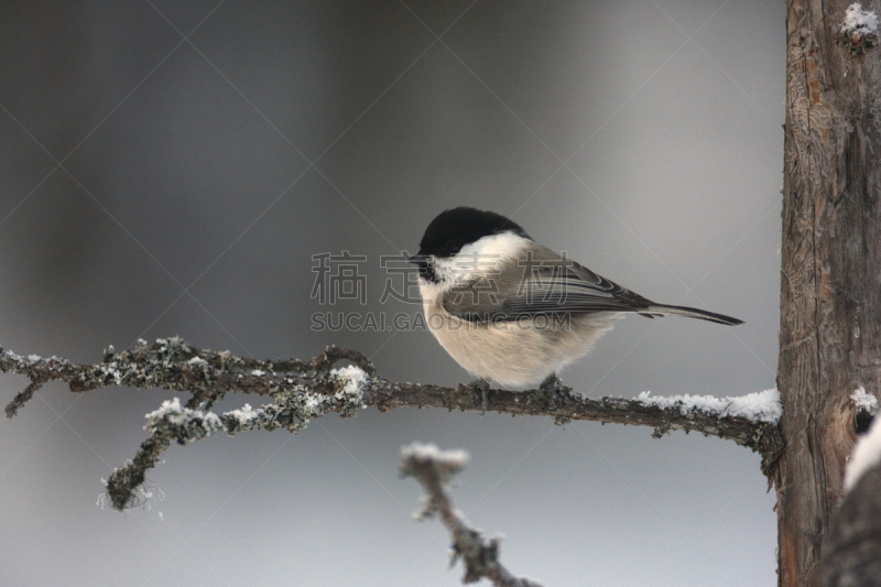 西伯利亚山雀,自然,寒冷,水平画幅,雪,无人,鸟类,户外,冰,北美歌雀