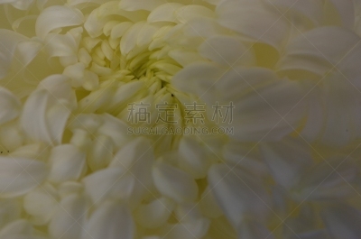 白色,菊花,大特写,传统,清新,仅一朵花,枝繁叶茂,自然美,植物,户外