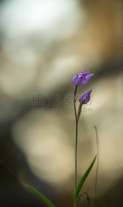 红花头蕊兰,自然,垂直画幅,美,兰花,无人,户外,野生植物,特写,野花