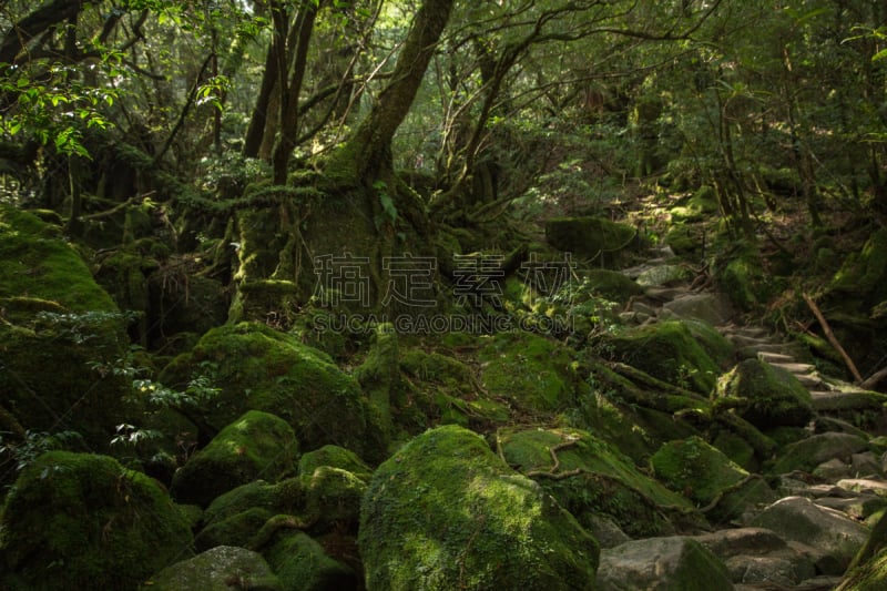 日本,苔藓,屋久岛,森林,自然,旅游目的地,水平画幅,无人,生态旅游,莫斯峡谷瀑布