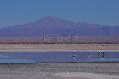 火烈鸟,阿塔卡马大区,阿塔卡马沙漠,水,国家公园,颈,水平画幅,山,火山地形,鸟类