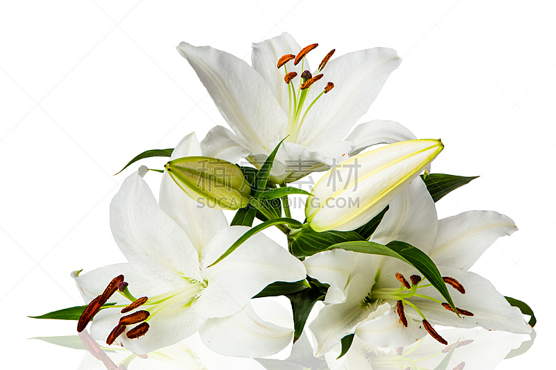白色 分离着色 百合花 白色背景 垂直画幅 留白 芳香的 夏天 完美 仅一朵花图片素材下载 稿定素材