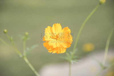 黄色,公亩,运动模糊,背景,美,水平画幅,无人,夏天,户外,泰国