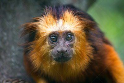 lion tamarin,哺乳纲,黄金,野生动物,水平画幅,无人,动物,猴子,金头狮面狨,德国