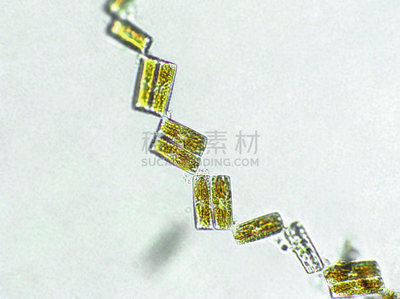 放大效果,在下面,生物燃料,显微镜,科学实验,生物课,细胞,池塘,细胞核,硅藻属