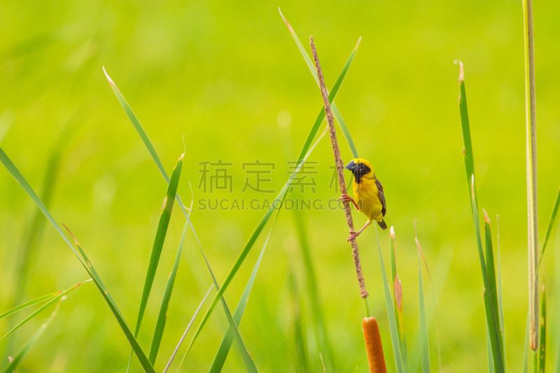 自然,背景,金色织布鸟,织巢鸟,野生动物,水平画幅,绿色,鸟类,野外动物,户外