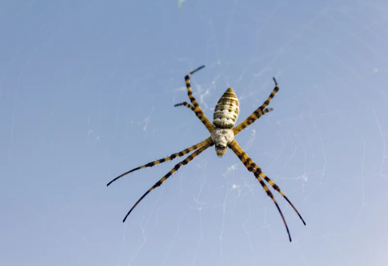 花园蜘蛛 蜘蛛网 巨大的 条纹 黑色 黄色 园蛛科 图像聚焦技术 选择对焦 天空图片素材下载 稿定素材