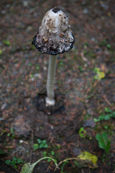 森林,鸡腿菇,垂直画幅,秋天,无人,真菌学,墨水,蘑菇,户外,黑色